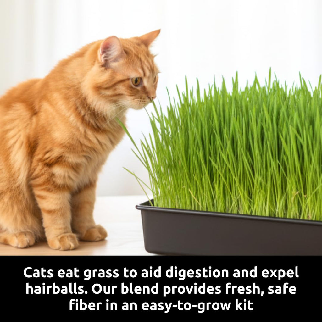 Cat Grass Growing Kit with Organic Seed and Jute Grow Mats B768